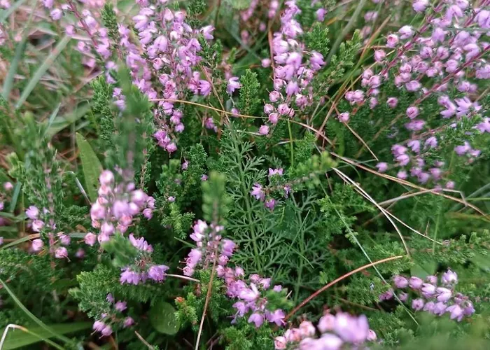 Dachsbau By Interhome Meissendorf